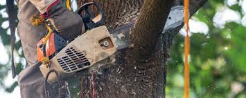 Leaf Removal in Pocono Springs, PA