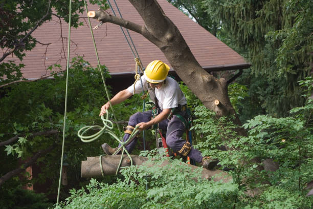 How Our Tree Care Process Works  in  Pocono Springs, PA